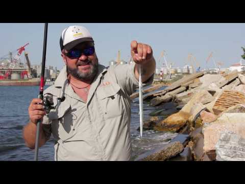 Видео: Трофей на море. 25 серия. Ловля саргана на животную приманку.