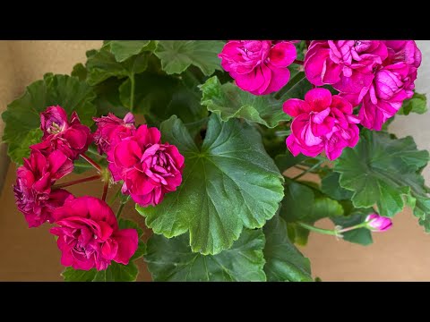 Видео: Пеларгонии, черенки.
