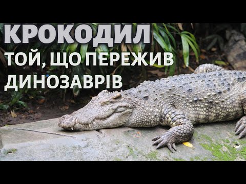 Видео: Крокодил. Цікаві факти.
