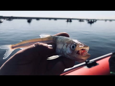 Видео: Рыбалка на Корюшку с Лодки. Финский Залив. Дамба Юг Морская Сторона.