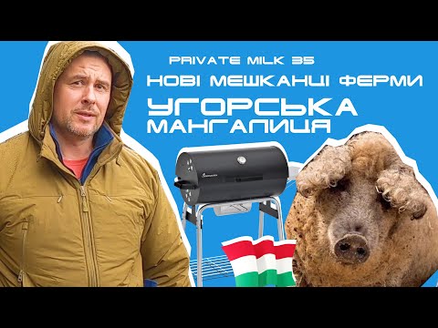 Видео: Нові мешканці ферми. Угорська мангалиця | Private Milk | Травецький