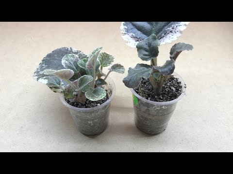 Видео: Самый БЫСТРЫЙ способ КАК ПОЛУЧИТЬ ДЕТКИ ФИАЛКИ!  Все подробно и без лишних слов.