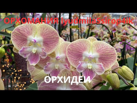 Видео: УДИВИТЕЛЬНЫЕ ОРХИДЕИ \ магазин готовится к  РОЖДЕСТВУ