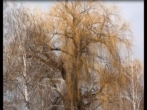 Видео: Разбираемся с ивовыми вместе. Часть 4 ива плакучая.