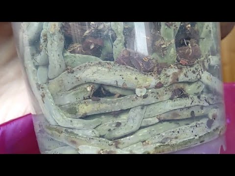 Видео: ПОЛИВ ТАКИМ СПОСОБОМ орхидеи БУДУТ С КОРНЯМИ! как поливать "В ПОДДОН" корни орхидеи!