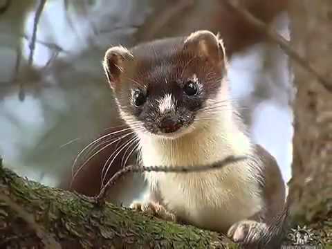 Видео: Монгохто тумнин дюанка