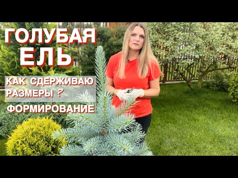 Видео: СТРИГУ И ФОРМИРУЮ ГОЛУБУЮ ЕЛЬ БЛЮ ДАЙМОНД. МИНИМУМ УСИЛИЙ.