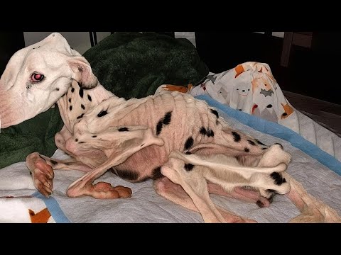 Видео: Кожа и кости, брошенный на обочине дороги... но его нежные глаза все еще мечтали о любви и надежде!!