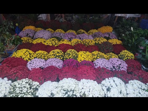 Видео: АНДИЖОН ЖАХОН БОЗОРИ ГУЛ БОЗОРИ ЯНГИ КЕЛГАН ГУЛЛАРИМИЗ ТЕЛЕГРАМ КАНАЛИМИЗДА КИРИБ КУРИБ ТАНЛАНГ