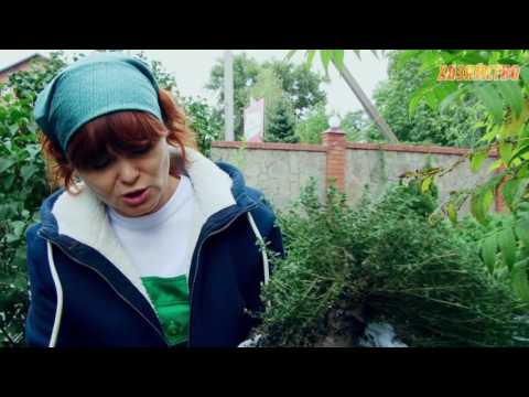 Видео: Посадка чабреца, тимьяна, Богородициной травки на участке