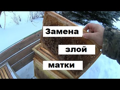 Видео: Меняем матку в самой злой семье на пасеке