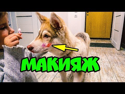 Видео: МЕНЯ НАКРАСИЛИ КАК ДЕВОЧКУ! 😨 Хаски Бублик. Говорящая собака