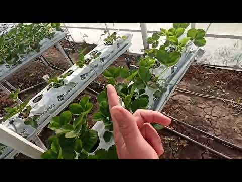 Видео: Клубника на минераловатных матах. Продолжение.