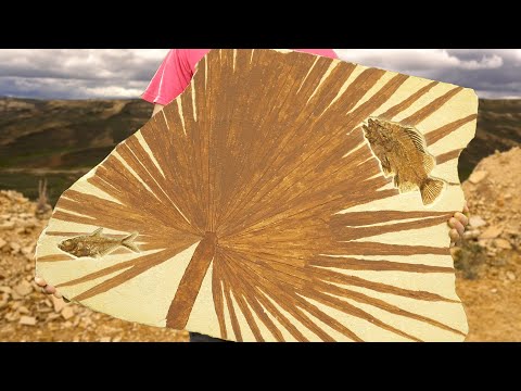 Видео: Наши ЛУЧШИЕ окаменелости из карьера окаменелостей Уорфилда