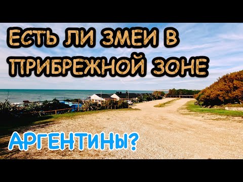 Видео: О птицах, змеях и климате на берегу Аргентины. Окрестности Мар дель Платы. Прогулка 4К.