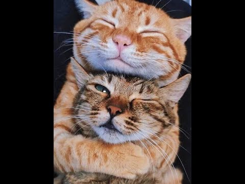 Видео: 😺 Ты меня правда любишь?! 🐈 Видео смешных котов и котят для хорошего настроения! 😻