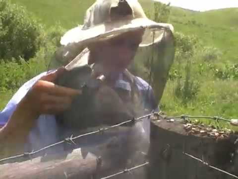 Видео: пчеловодство на Алтае  Александра Швецова