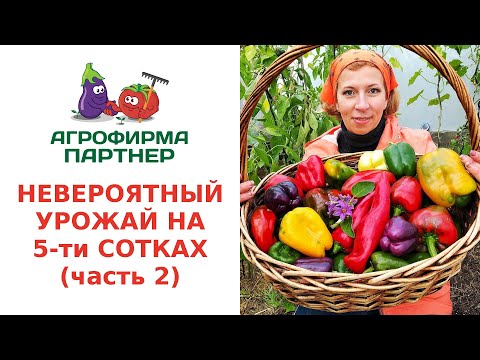 Видео: НЕВЕРОЯТНЫЙ УРОЖАЙ НА 5-ти СОТКАХ (часть 2)