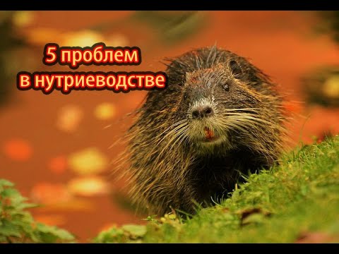 Видео: 5 ПРОБЛЕМ В СОДЕРЖАНИИ И РАЗВЕДЕНИИ НУТРИЙ.
