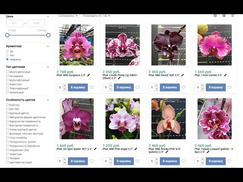 Видео: 🌸 ПРОДАЖА ОРХИДЕЙ. Обзор орхидей из ПРЕДзаказа на сезон 2025 года. Орхидеи почтой. Купить орхидею.