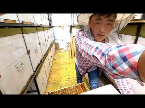 Видео: Трех ярусный пасека плюсы и минусы или пасека на колёсах