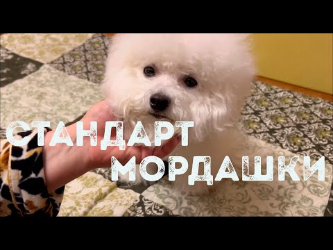 Видео: Как не допустить текущих глаз у бишон фризе, способы ухода за слезными дорожками. Часть 2.