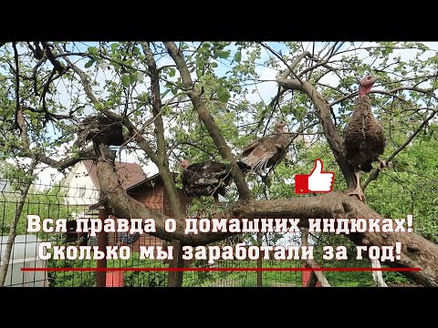 Видео: Вся правда о домашних индюках! Сколько мы заработали за год!