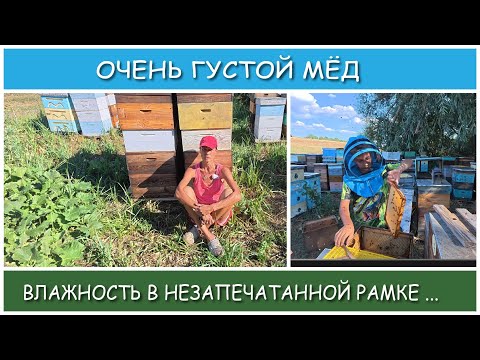 Видео: Почему мед не вылетает из рамок? Определение влажности.