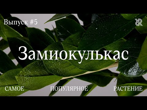 Видео: Замиокулькас. Самое популярное растение. Уход за замиокулькасом.