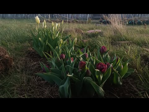 Видео: Вся весна в ожидании тюльпанов