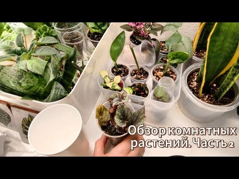 Видео: Моя коллекция растений. Январь 2025. Часть 2