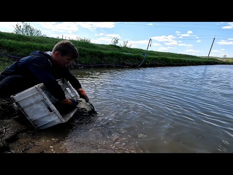 Видео: Зарыбление Белого Амура, сом и судак холодного копчения, стейки карпа и много вкусного и интересного