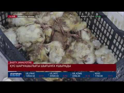 Видео: ҚҰС ШАРУАШЫЛЫҒЫ ШЫҒЫНҒА ҰШЫРАДЫ