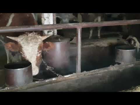 Видео: Обзор Быков / Как сделана поилка