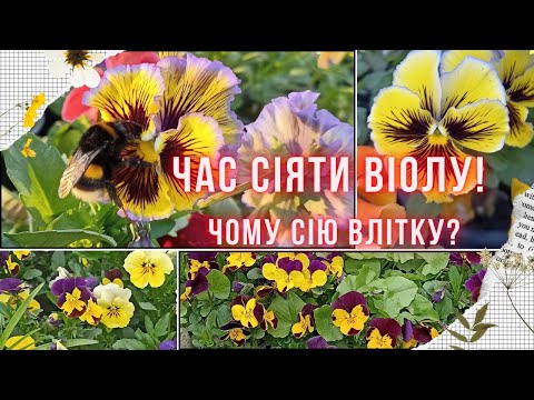 Видео: ЛІТНІЙ ПОСІВ ВІОЛИ. Вирощування віоли на продаж та для себе. Як і коли посіяти, нюанси та секрети
