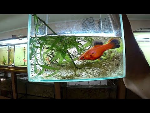 Видео: Меченосцы работают - пошел малек!