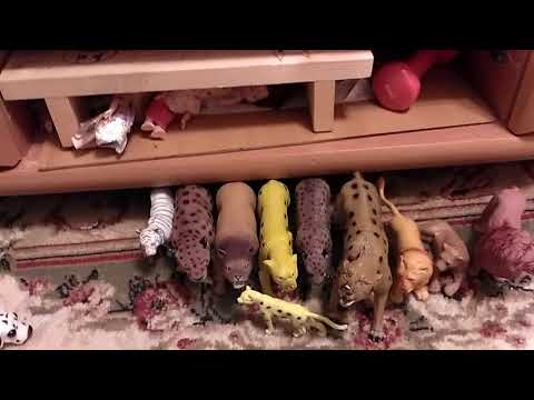 Видео: Моя коллекция диких кошек