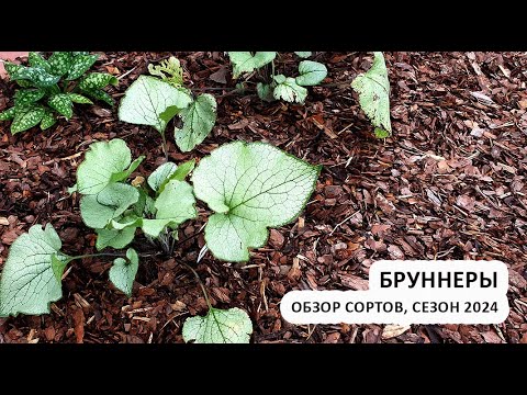 Видео: Бруннеры: обзор сортов, сезон 2024