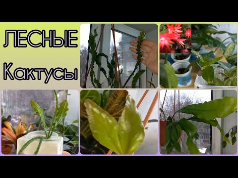 Видео: Лесные кактусы🌵Осталось немного, но самые-самые💚Царица ночи🌵Ангулигер💚Эллиптика🌵Хатиора💚Эпифиллумы