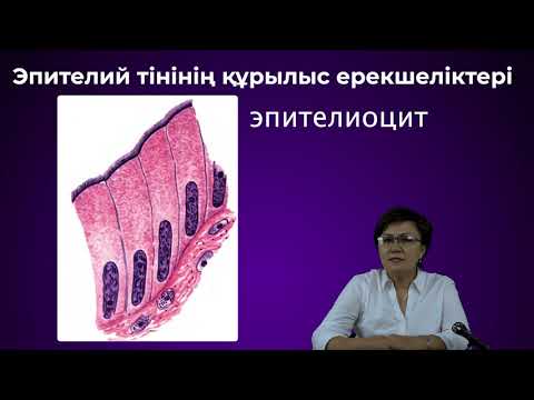 Видео: Тіндер. Эпителий тініне жалпы сипаттама. Ерғазина Марал Жүнісбекқызы