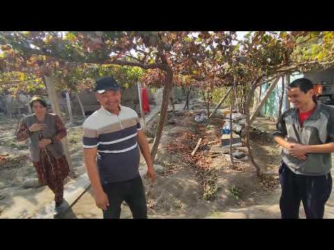 Видео: Самаркандлик мехмонлар, аватар,маникур фингер узумга кизикишди.