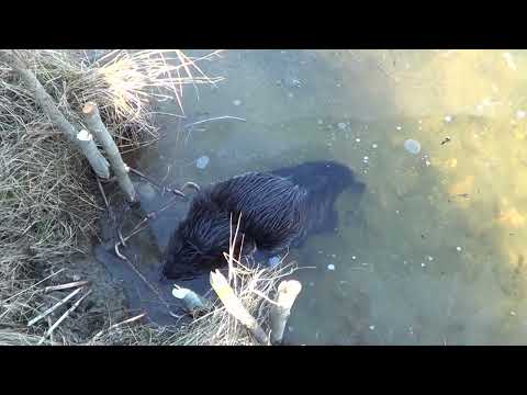 Видео: ОХОТА НА Бобра капканами #2 Сезон 24-25г.