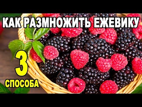 Видео: Ежевика. Как размножить ежевику - 3 надежных способа размножения ежевики видео!