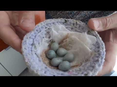 Видео: Разведение и содержание канареек овсяночного напева.  Вылупление птенцов и  их кормление.