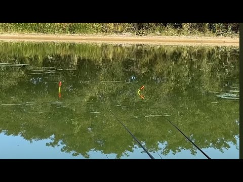 Видео: Ловлю карася і ляща на барбарис.  Ранковий поплавок. #дозариболовлі #fishing #поплавок #херабуна 