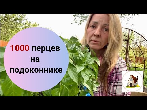 Видео: 2.  Сею перцы в голубые ящики. Рассада на продажу 2024.