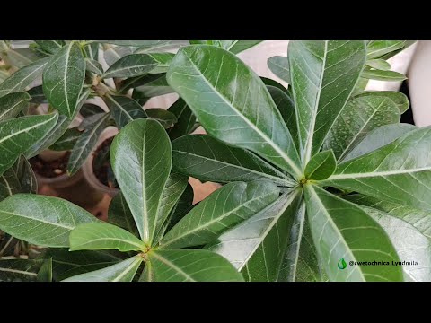 Видео: Пересадка сеянцев адениума #adenium #адениум #адениумуход #flowers #garden