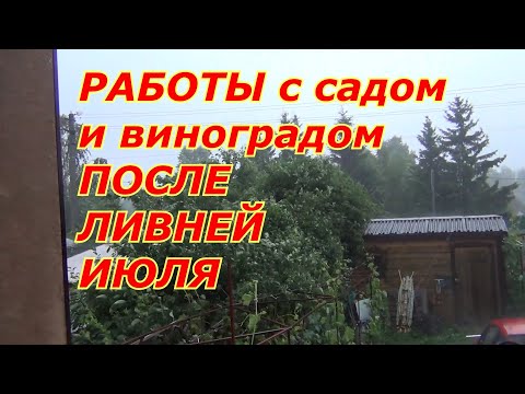 Видео: Работа с виноградом и садом в июле ПОСЛЕ ЛИВНЕЙ