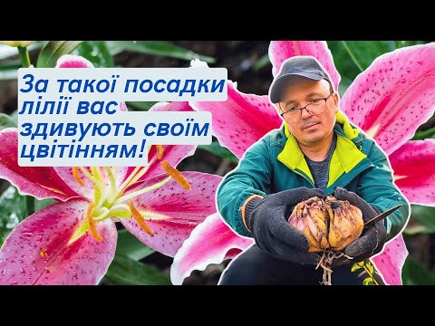 Видео: Осіннє пересаджування лілій- покроково, все що треба зробити!