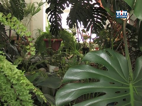 Видео: Наша усадьба. Зимний сад | 2013